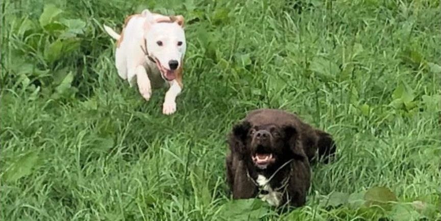 Clever K9s Dog Training Keighley Recall in action