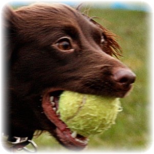 Clever K9s Dog Walking Keighley Meg with tennis ball