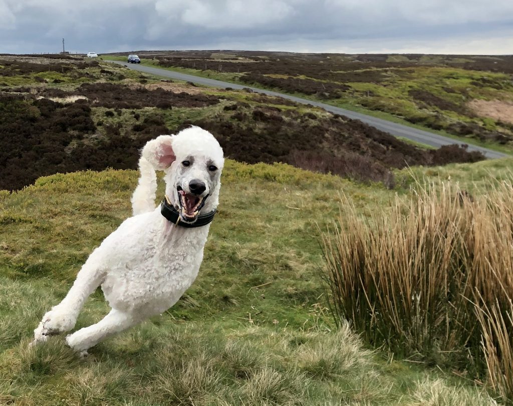 Hey! There's a treat...